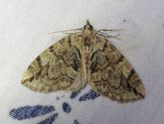 Hydriomena divisaria