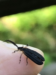 Leptoceletes basalis