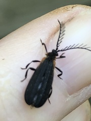 Leptoceletes basalis