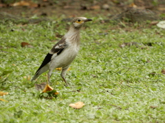 Gracupica nigricollis