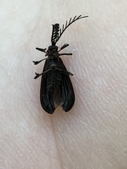 Leptoceletes basalis