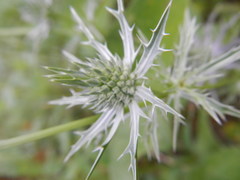 Eryngium hookeri