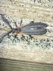Leptoceletes basalis