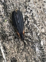 Leptoceletes basalis