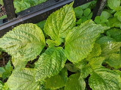 Perilla