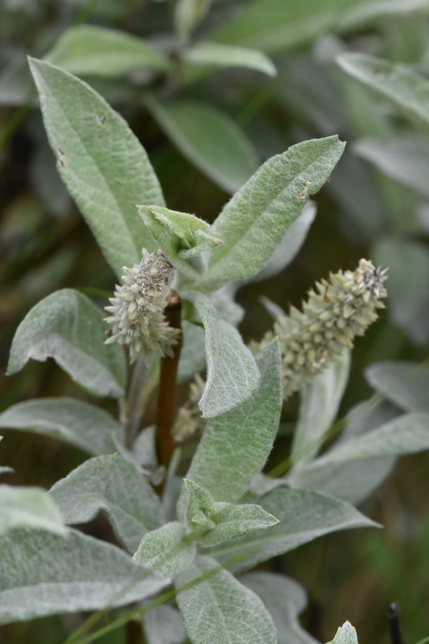 Salix lapponum