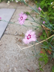 Dianthus chinensis
