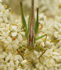 Conocephalomima barameda