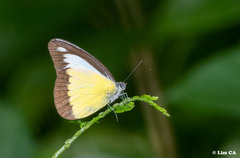 Appias lyncida vasava
