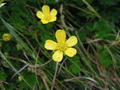 Ranunculus formosa-montanus