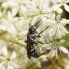 Turneromyia