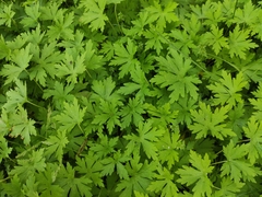 Geranium sibiricum