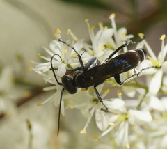Turneromyia