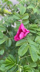 Rosa rugosa