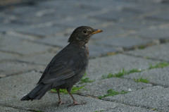 Turdus merula