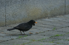 Turdus merula