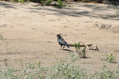 Corvus corone