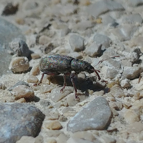 Pachyrhinus squamulosus