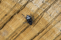 Tropideres albirostris