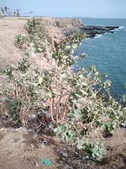 Calotropis procera image