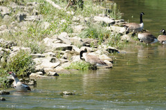 Branta canadensis