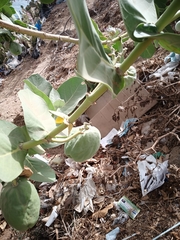 Calotropis procera image