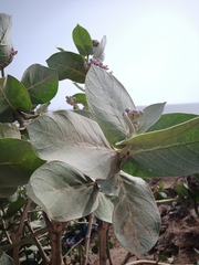 Calotropis procera