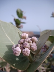 Calotropis procera