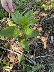 Phytolacca americana