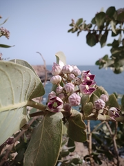 Calotropis procera