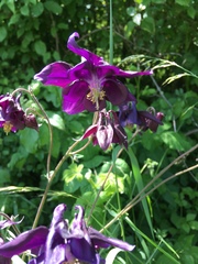 Aquilegia atrata