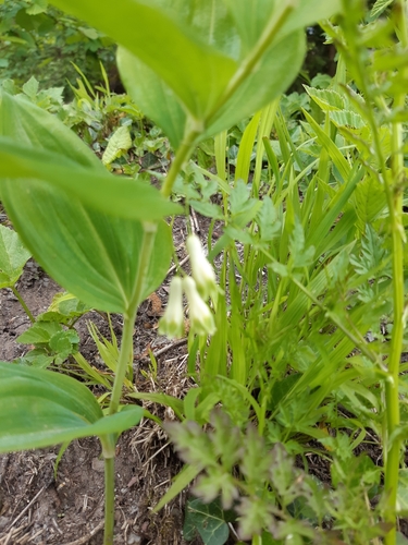 Salamunov pečat (Polygonatum multiflorum)