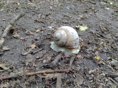Helix pomatia