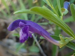 Scutellaria siphocampyloides