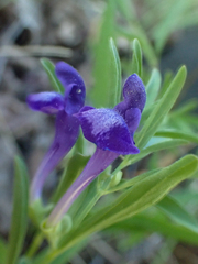 Scutellaria siphocampyloides