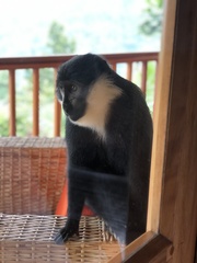 Allochrocebus lhoesti