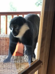 Allochrocebus lhoesti