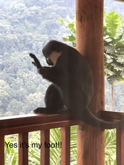 Allochrocebus lhoesti