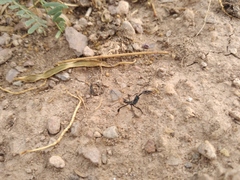 Acanthocephala thomasi