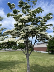 Cornus