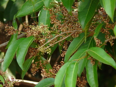 Olea dioica
