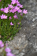 Centaurium portense