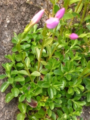 Centaurium portense