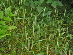 Elymus virginicus virginicus