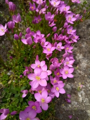 Centaurium portense
