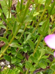 Centaurium portense