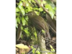 Schiffornis veraepacis