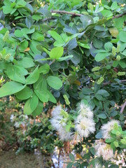 Pithecellobium winzerlingii