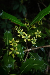Brexiella