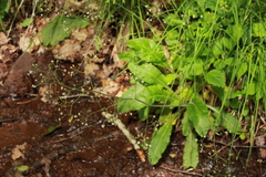 Micranthes micranthidifolia